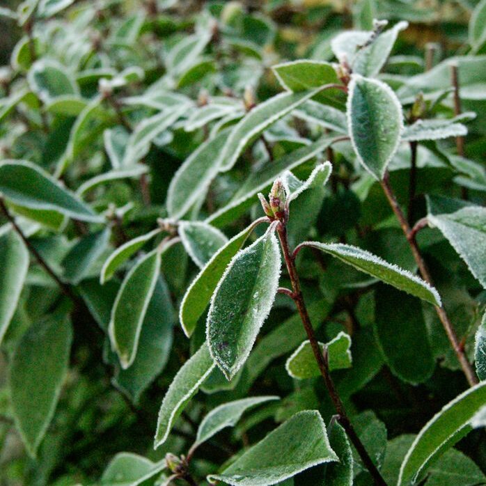 Close-up of frost-covered leaves in a winter garden, highlighting nature's intricate beauty.
