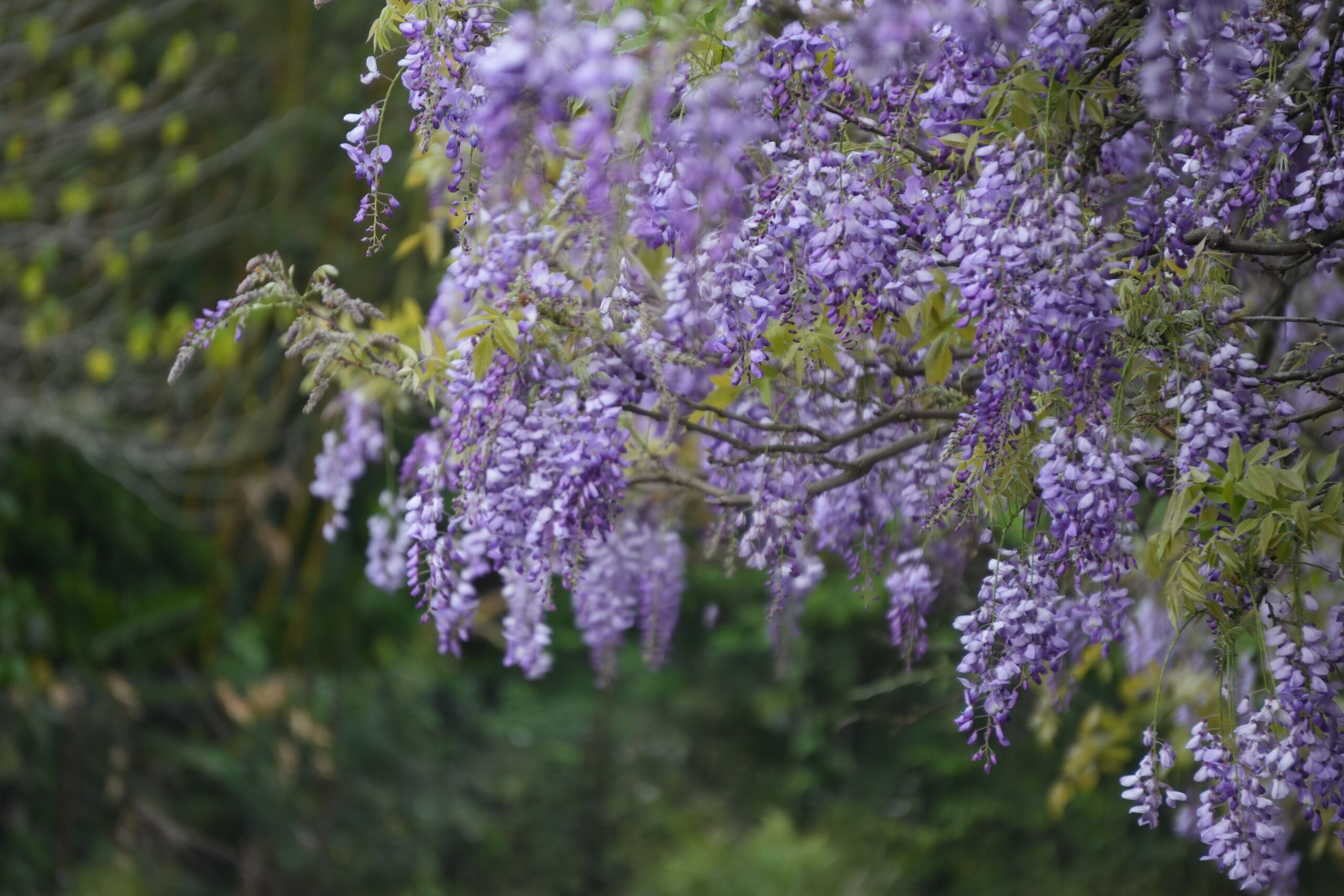 Purple wisteria flowers in full bloom on a lush green backdrop. Ideal for spring-themed projects.