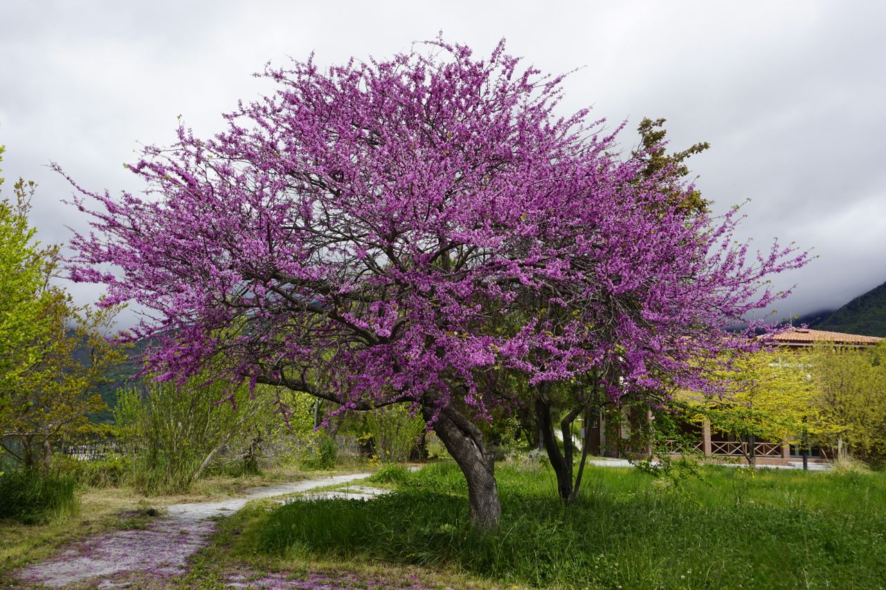 Vibrant blooming tree in Artvin, Türkiye captures spring's essence.