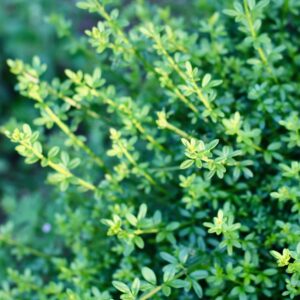 A close-up of vibrant green foliage with lush leaves in a garden setting, symbolizing growth and nature.