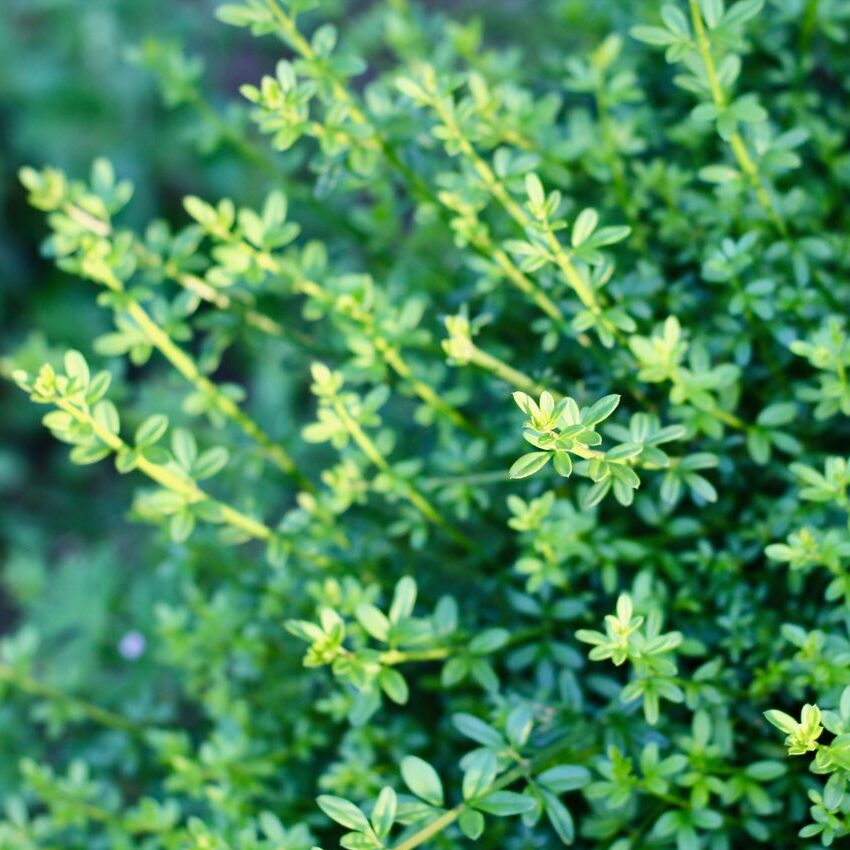 A close-up of vibrant green foliage with lush leaves in a garden setting, symbolizing growth and nature.