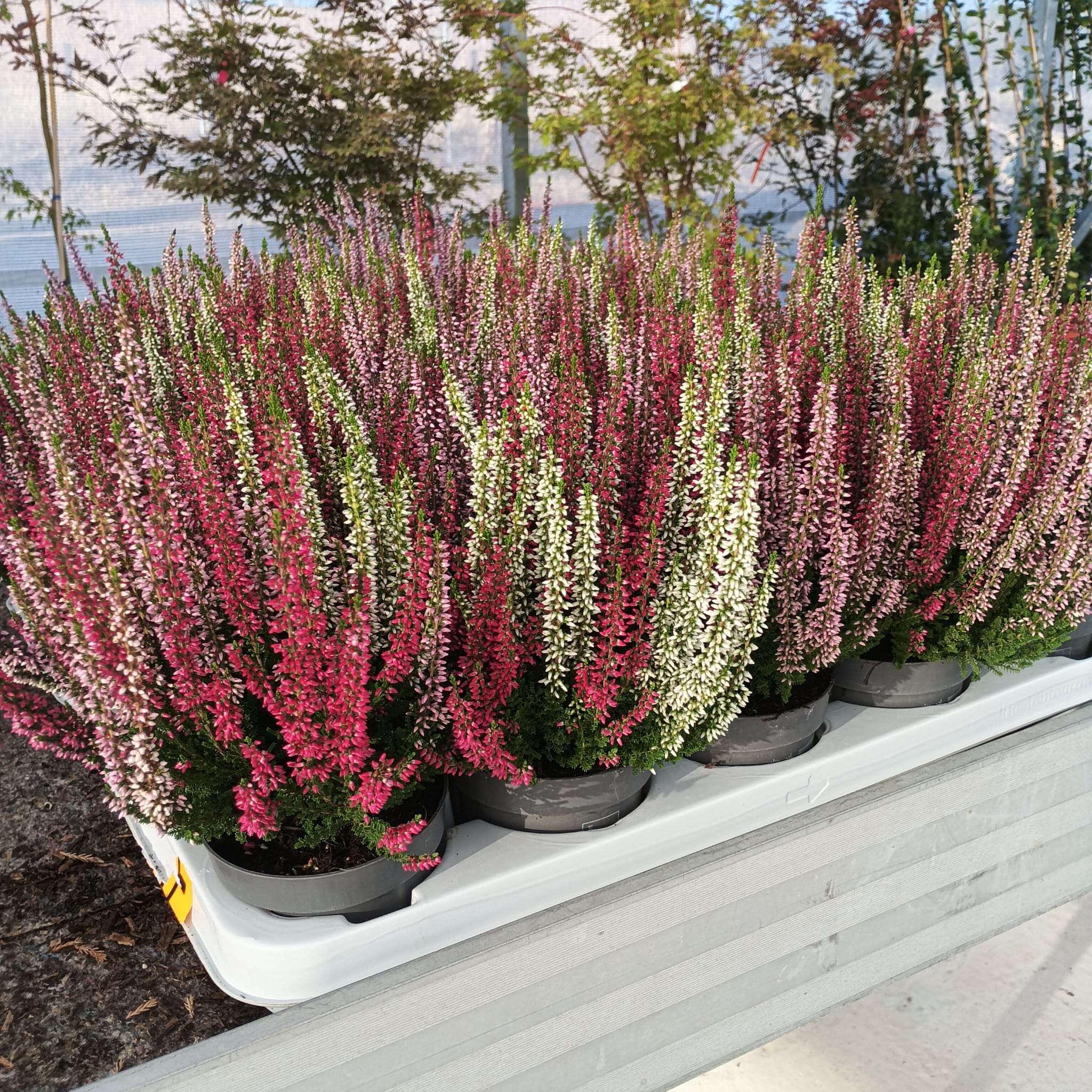 Brezo común (Calluna vulgaris)