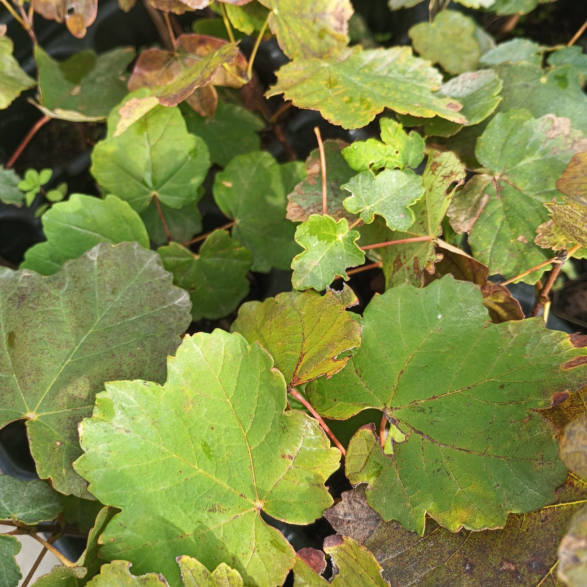 Arce granadino (Acer opalus granatense)