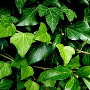 ivy, foliage, climber plant, garden, nature, green, ivy, ivy, ivy, ivy, ivy