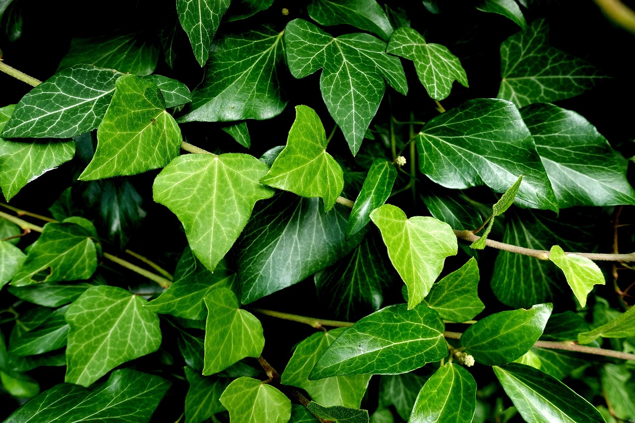 ivy, foliage, climber plant, garden, nature, green, ivy, ivy, ivy, ivy, ivy