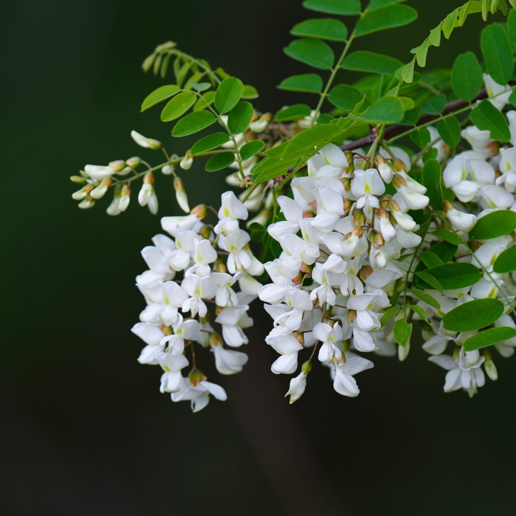 Delicate black locust blossoms in full bloom with vibrant green leaves on a blurred background.