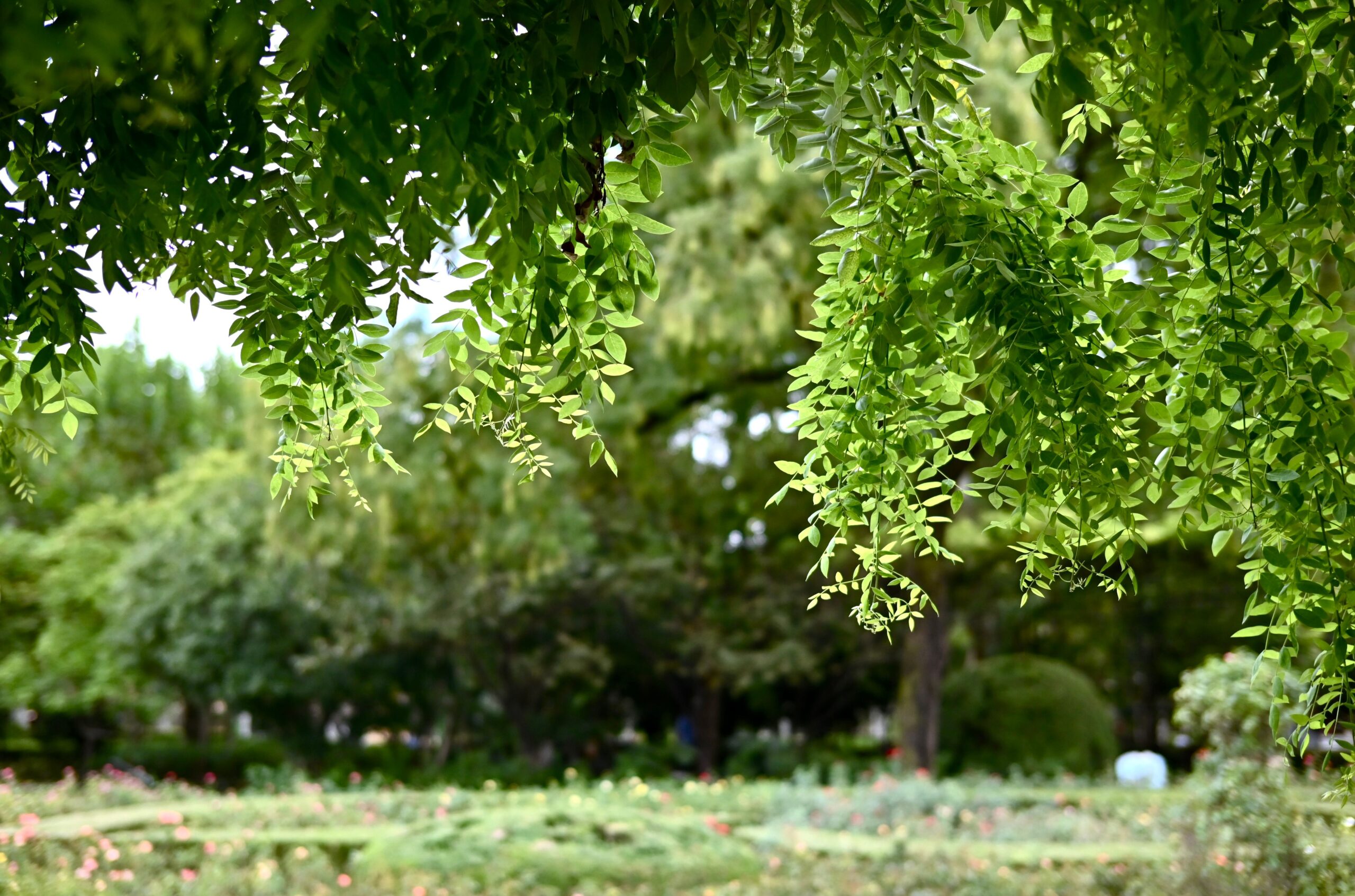 Vibrant green leaves hanging in a serene park in Shanghai, China.