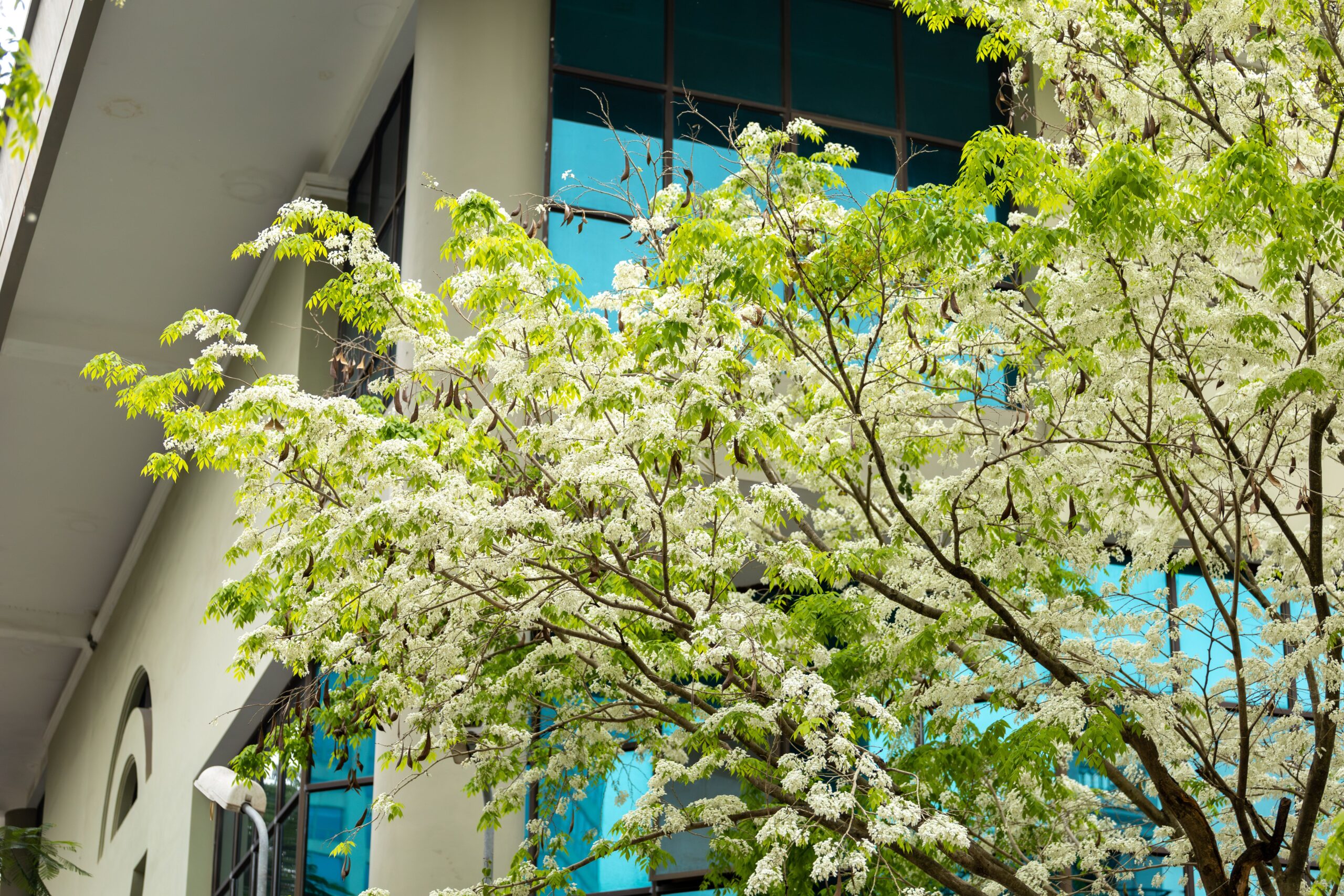 Vibrant tree blossoms against a modern building in Hanoi, showcasing spring's beauty.