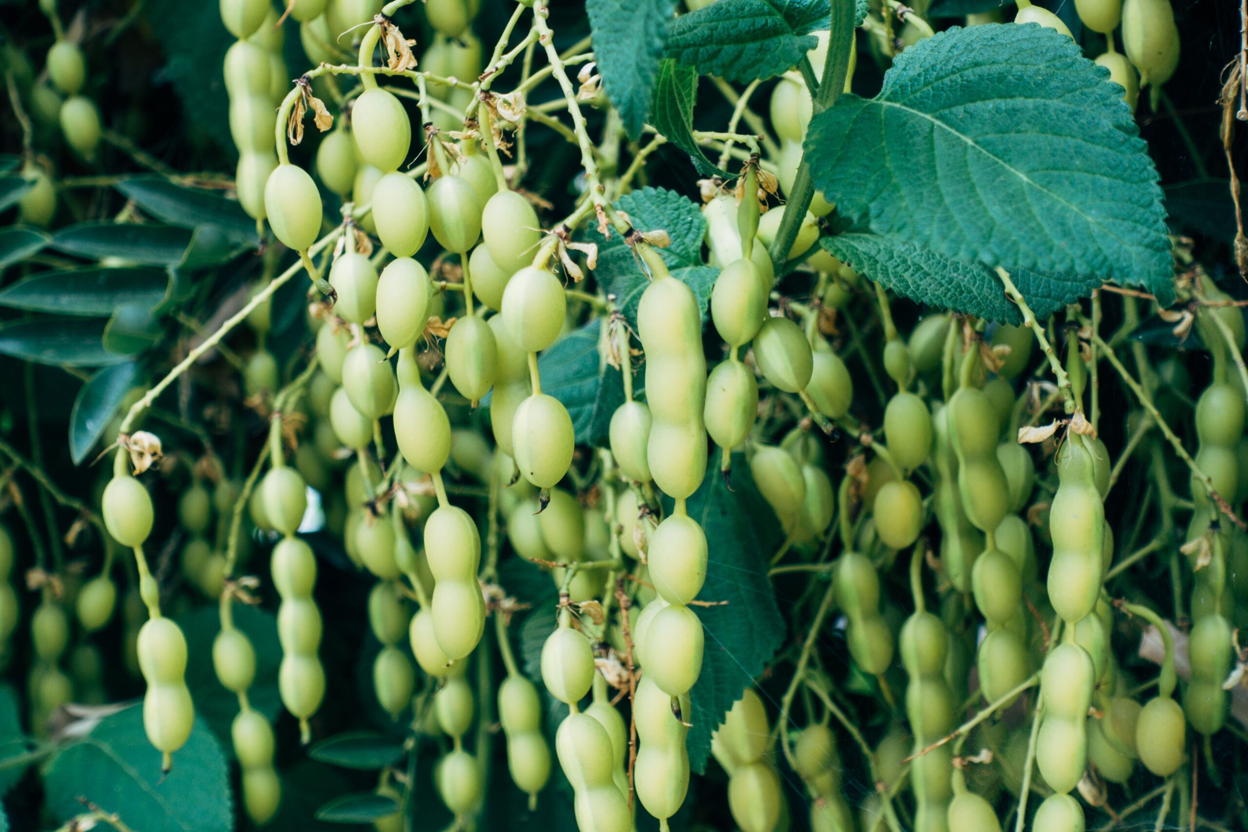 Lush green grapes hanging on the vine, showcasing freshness and healthy growth.