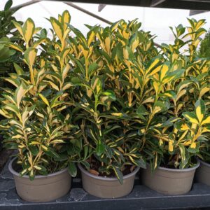 Bonetero del japón (Euonymus japonicus)