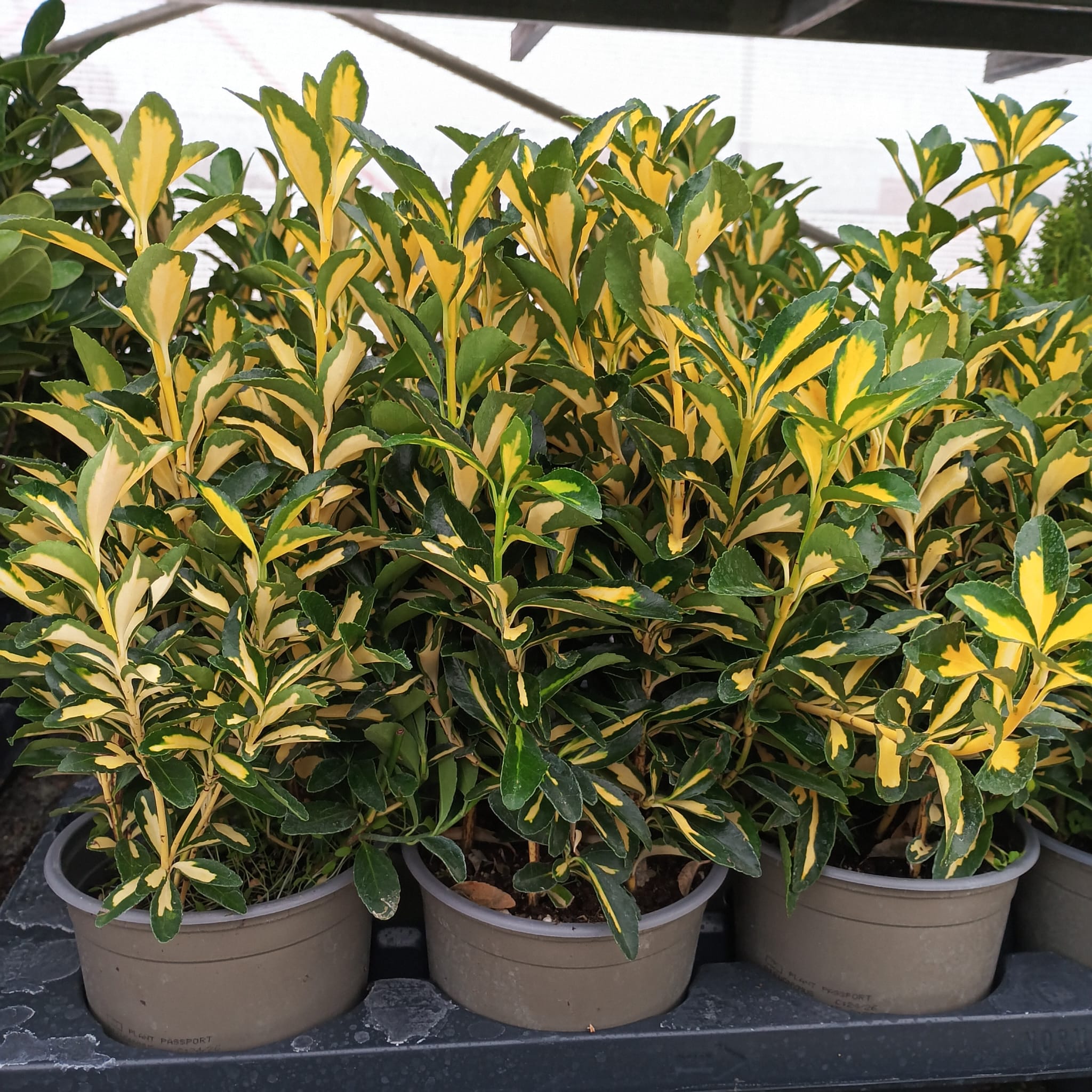 Bonetero del japón (Euonymus japonicus)