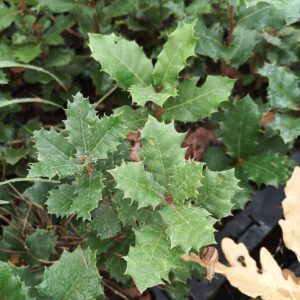 Quejigo (Quercus Faginea)