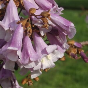 flower, beautiful flowers, nature, garden, flower background, outdoors, the tree of the princess, flower wallpaper, spring, paulownia tomentosa