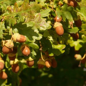 english oak, pedunculate oak, nature, quercus robur, quercus pedunculata, summery, german oak, deciduous tree, oak, quercus, beech plants, fagaceae, tree, leaves, oak leaves, acorns, timber