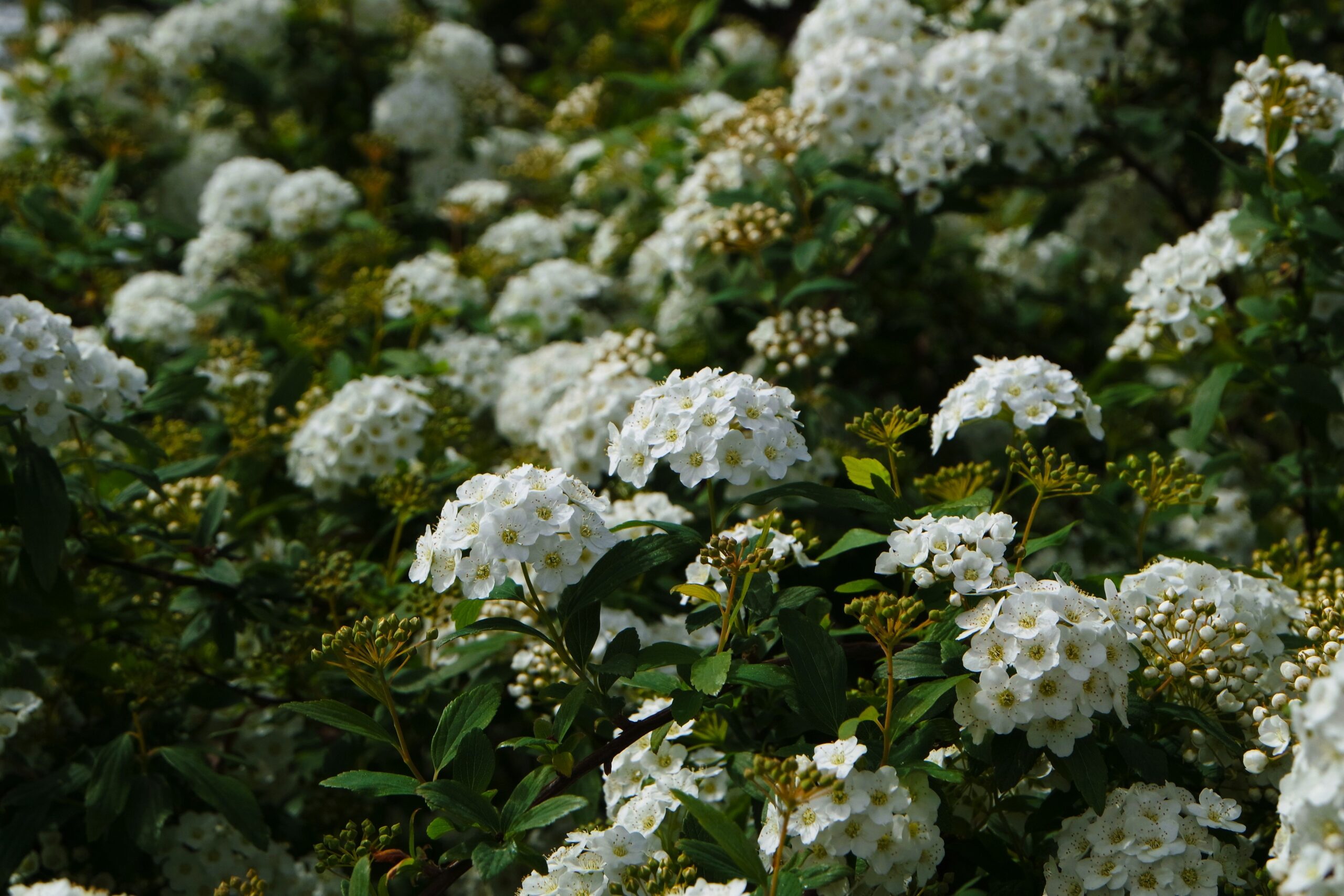 Lush white flowers in full bloom, captured on a sunny spring day in a garden setting.