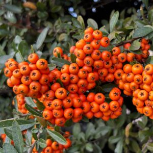 Close-up of vibrant orange berries clustered on a green bush outdoors.