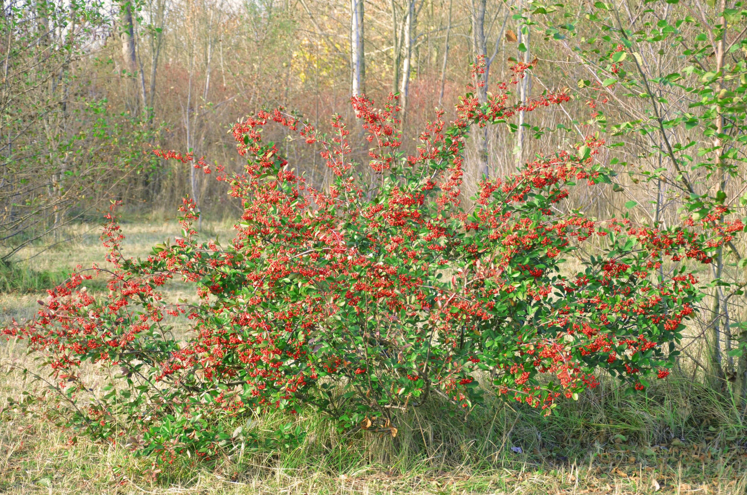 A vibrant red berried bush amidst a tranquil autumn forest scene.